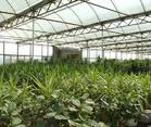 Supply Greenhouse Film