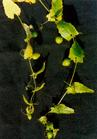actinostemma lobatum extract