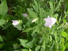 adenophora trachelioides extract