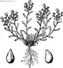 Amblynotus Rupestris Extract , Plant Extract, Herb Extract, Saponin, Pigment