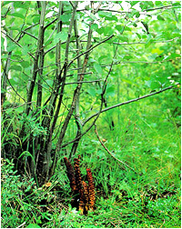 boschniakia rossica extract