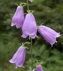 campanula glomerata extract