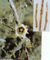 codonopsis pilosula extract
