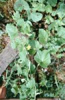 cucumis melo extract