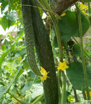 cucumis sativus extract