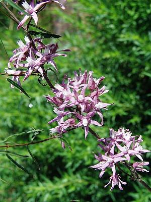 Cynachum Purpureum Extract , Plant Extract, Saponin, Natural Pigment, Fucoxanthin, Herb Extract