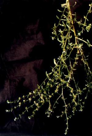 Lappula Myosotis Extract , Plant Extract, Herb Extract, Saponin, Pigment