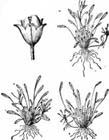 limosella aquatica extract