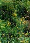 linaria vularis extract