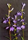 Lobelia Sessilifolia Extract