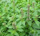 ocimum basilicum extract plant herb pigment