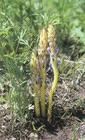 orobanche caerulescens extract