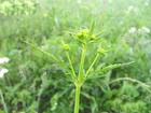 patrinia scabiosaefolia fisch extract