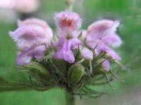 Phomis Mongolica Extract , Plant Extract, Herb Extract, Natural Pigment.