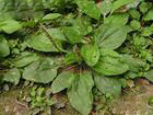 Plantago Asiatica Extract