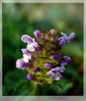 prunella asiatica extract plant herb pigment