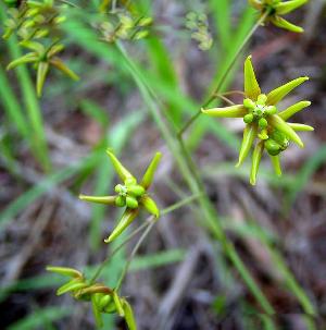 pycnostelma paniculatum extract plant saponin pigment fucoxanthin herb