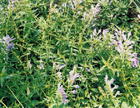 Scutellaria Baicalensis Extract