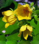 thladiantha dubia p e