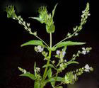 vernica anagallis aquatica extract