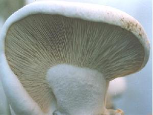 Mushrooms-king Oyster / Pleurotus Nebrodensis Fresh, Dried And Canned Products