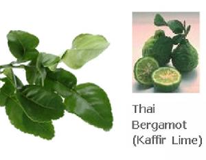 Thai Bergamot Kaffir Lime Natural Essential Oil. Free Tester Available.