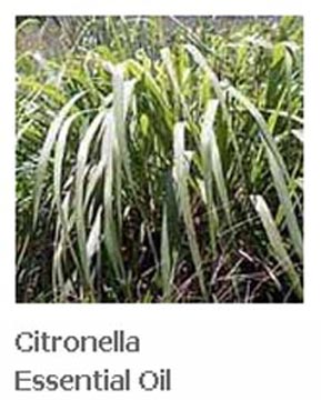 Thailand Natural Aromatherapy Citronella Essential Oil. Free Tester Available.