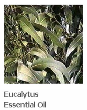 Thailand Natural Aromatherapy Eucalytus Essential Oil. Steam Distillation. Free Tester Available.