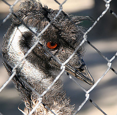 zoo fence diamond wire mesh