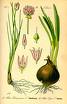 allium cepae extract export