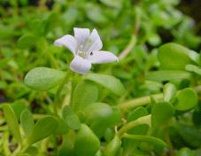 We Sell Bacopa Monnieri Extract For Export