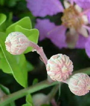 banaba extract export