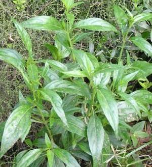 We Sell Belladonna Extract For Export