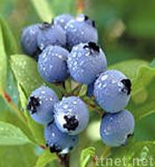 We Sell Bilberry Extract For Extract