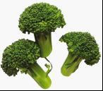 We Sell Broccoli Extract For Export