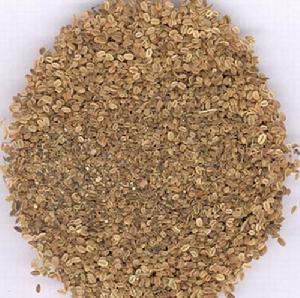 cnidium extract export