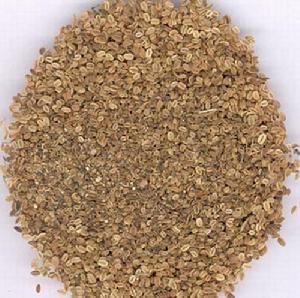 We Sell Common Cnidium Extract For Export