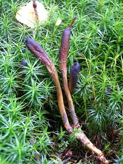 cordyceps extract powder export