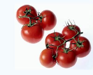 lycopene tomato extract export