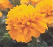 marigold extract export