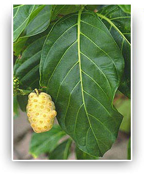 We Sell Noni Extract For Export