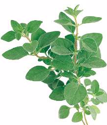 oregano extract export