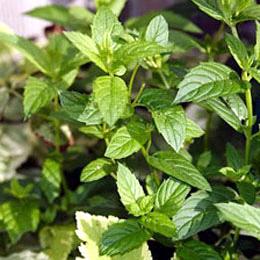 We Sell Peppermint Extract For Export