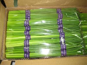 Fresh Garlic Sprout Stem, Bolt