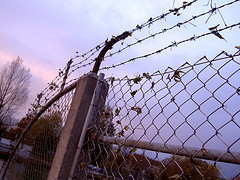 barbed wires