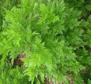 artemisinin export