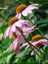 We Sell Echinacea Purpurea Extract For Export