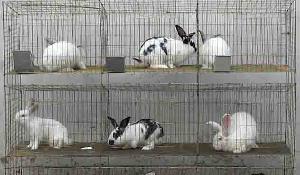 Rabbit Cages For Sale