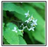 Epimedium P E-huir