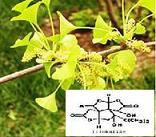 Gingko Biloba Extract-huir